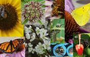 photo collage of flowers and pollinating insects