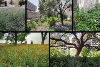 Image collage of the landscape at Dell Medical School