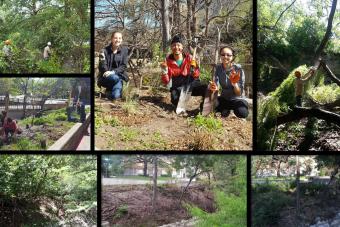 Image collage of the landscape at Waller Creek