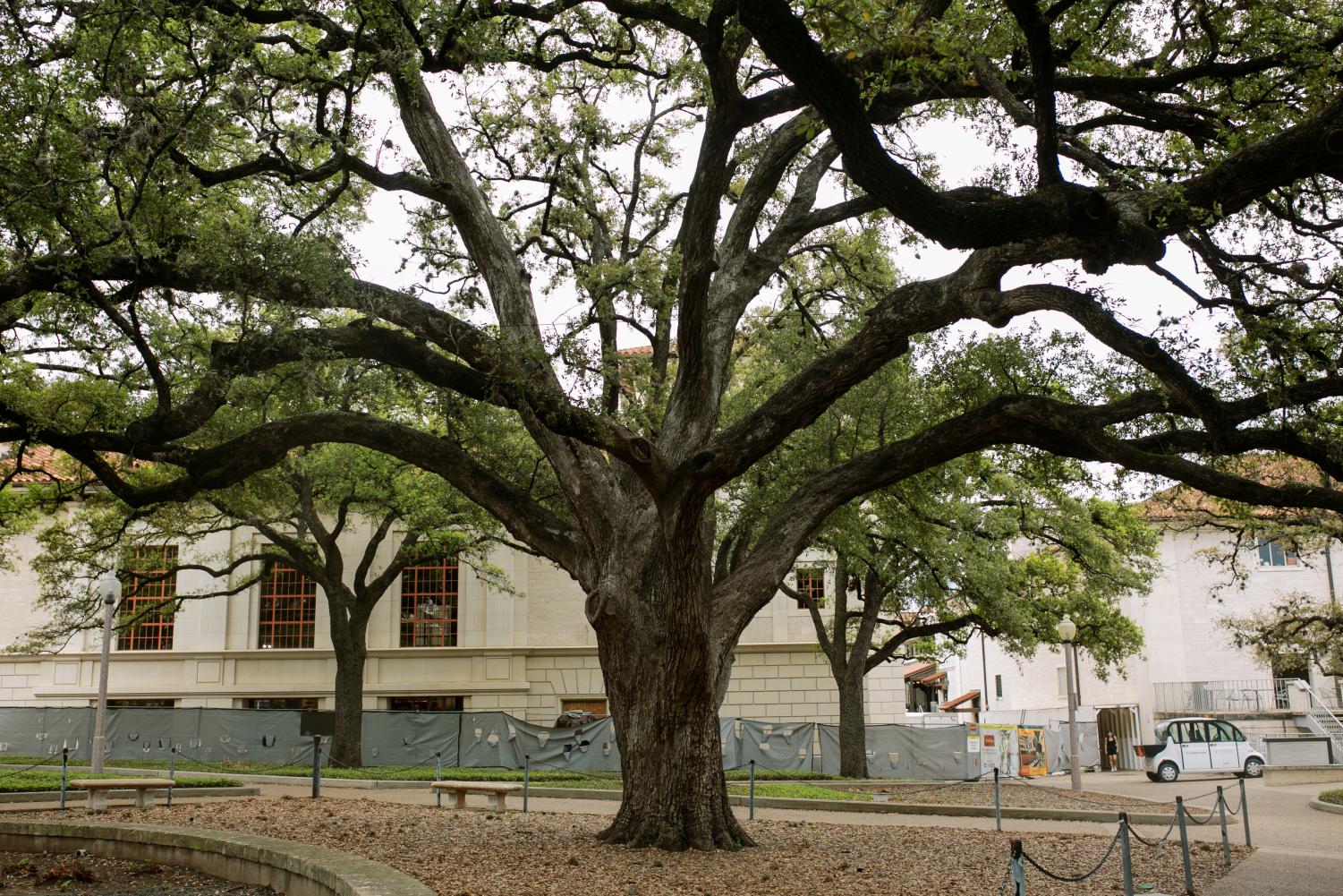 Image of notable tree on campus