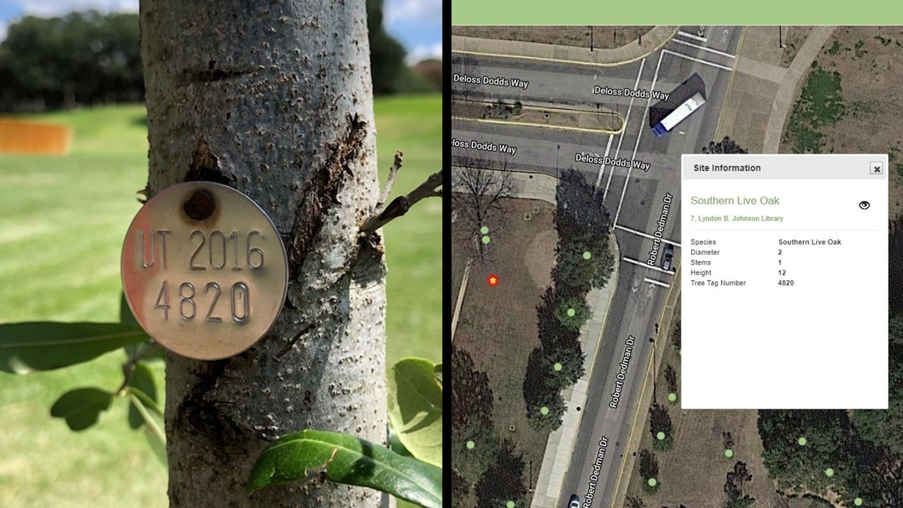 Tree tag and tree information map
