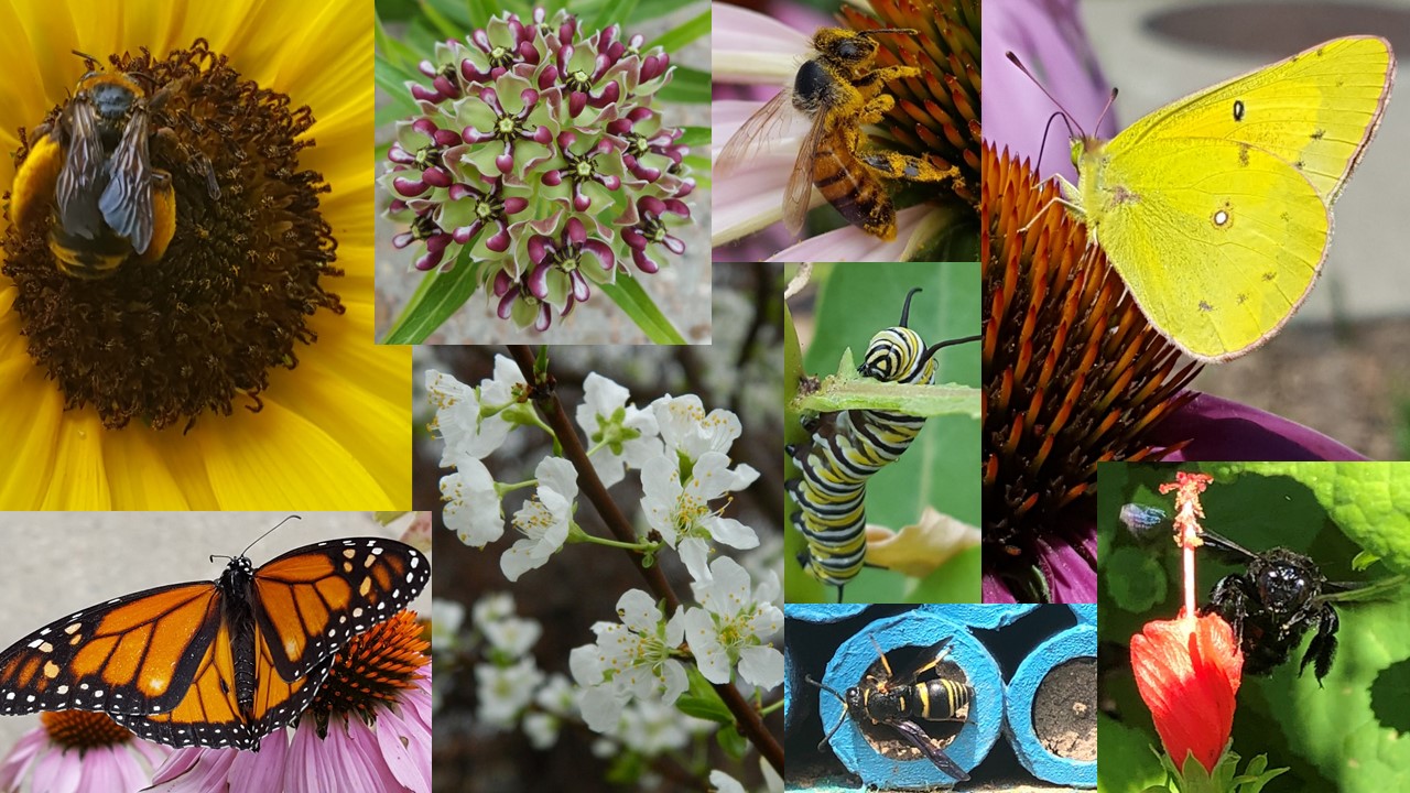 photo collage of flowers and pollinating insects