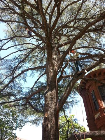 Arborists climb Deodar Cedar