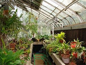 looking inside UT Greenhouse