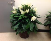Plant, silk Peace Lily