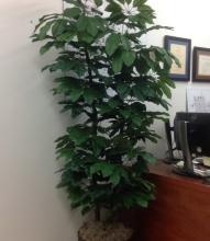 Plant, silk Schefflera