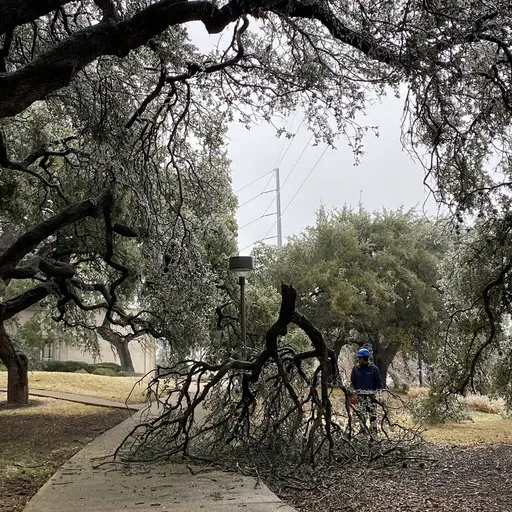 UT arborist assessing tree damage for proper repair