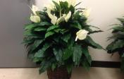 Plant, silk Peace Lily