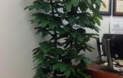 Plant, silk Schefflera