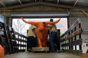 photo of Event and Moving Services moving a large longhorn statue