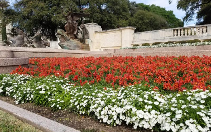 Annual flowers at Littlefield Fountain