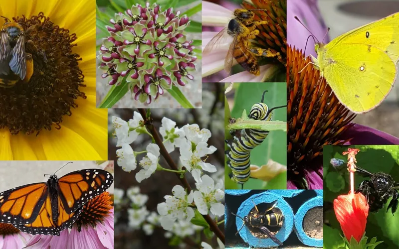 photo collage of flowers and pollinating insects