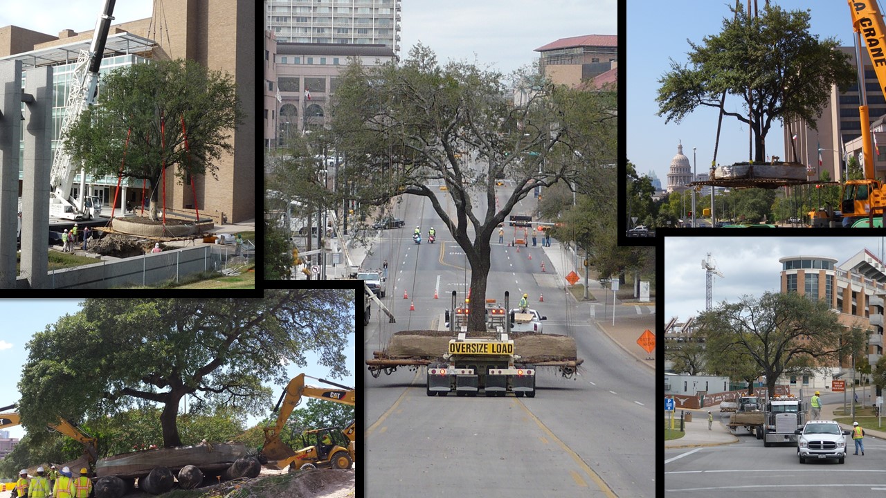 photo collage tree transplants at UT